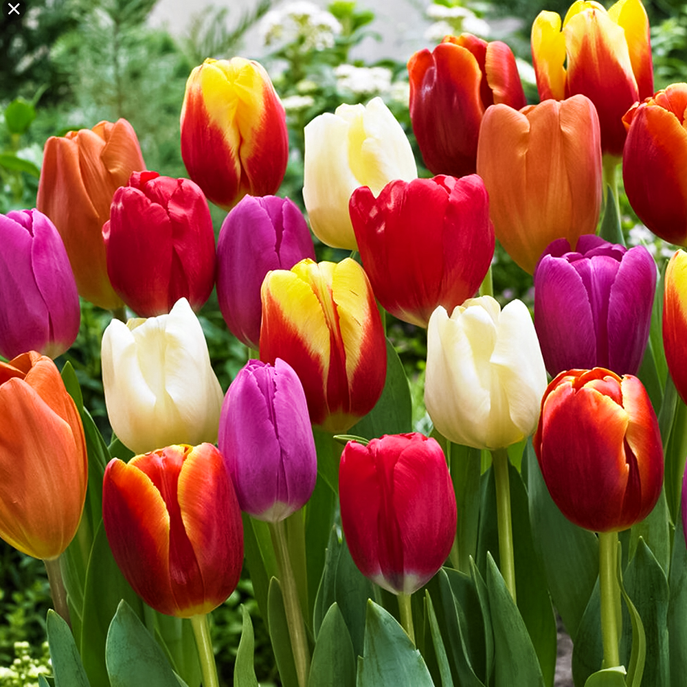 Комплект тюльпанов "Гиганты", микс № 1