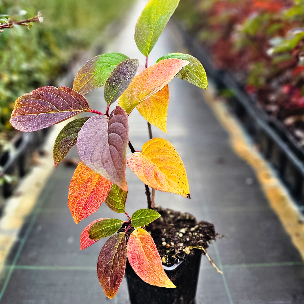 Гортензия метельчатая Ванилла Фрейз