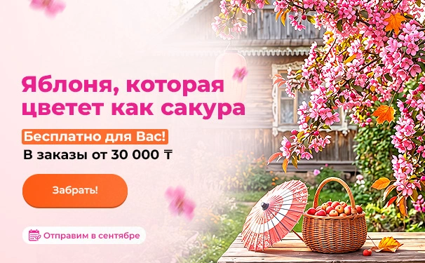 Яблоня, которая цветет как сакура! Бесплатно для Вас! В заказы от 30 000 тенге. Отправим в сентябре
