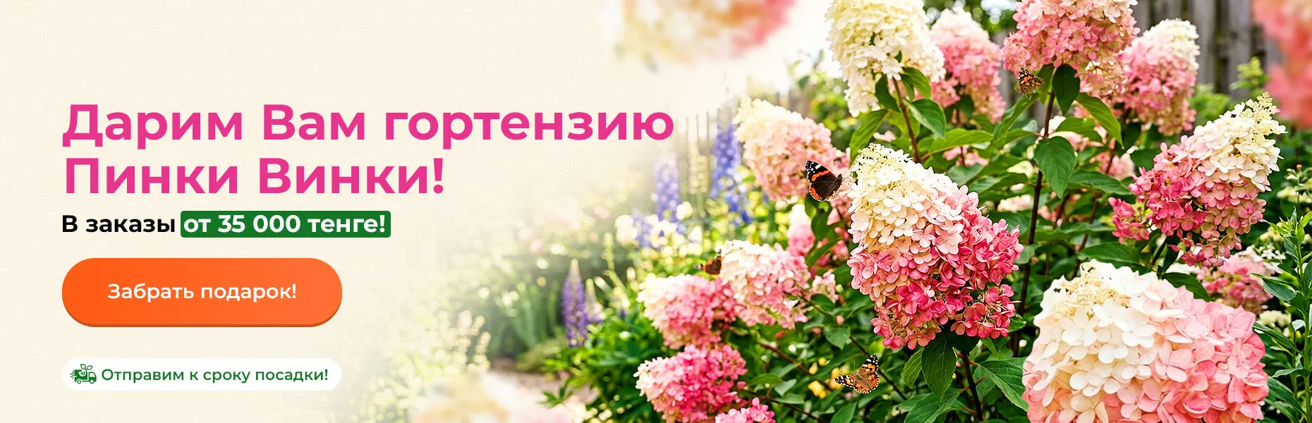 Дарим Вам гортензию Пинки Винки! В заказы от 35 000 тенге! Отправим к сроку посадки!