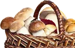Мицелий грибов