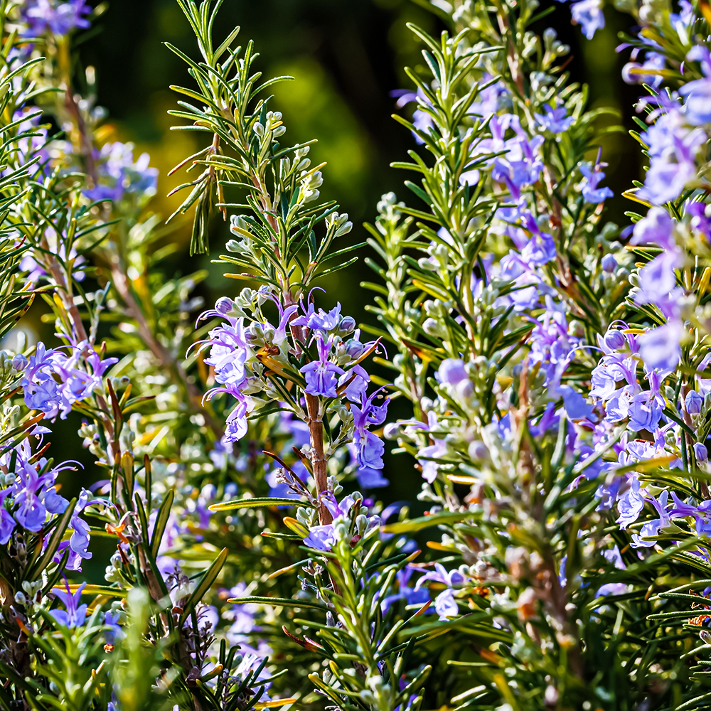 Розмарин лекарственный № 1