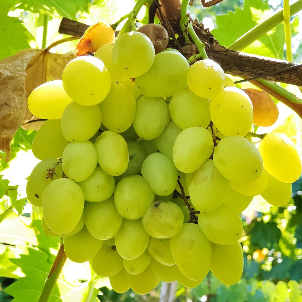 Виноград с конфетным вкусом Валек № 1