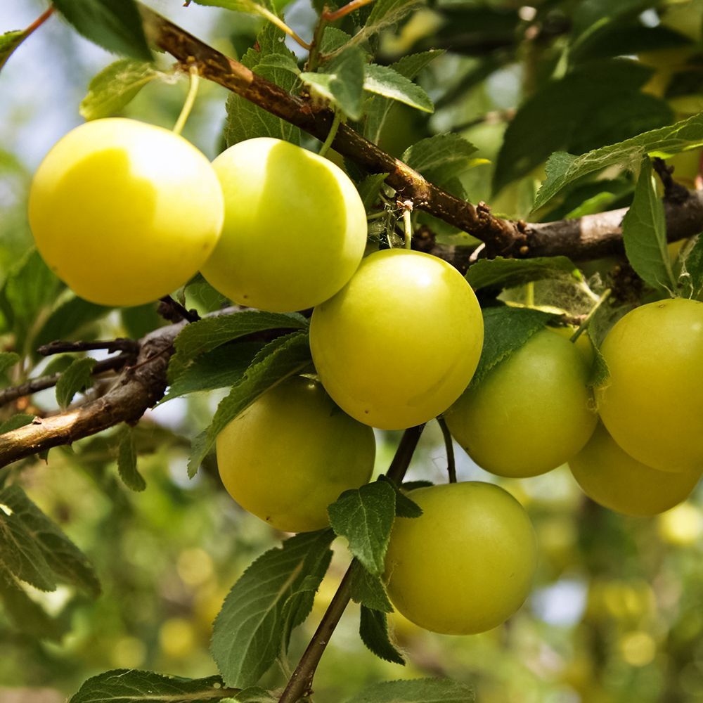 Сливово-вишневый гибрид Пирамидальный купить в Казахстане, цена 12090 ...