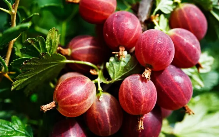 Крыжовник без хлопот: ТОП неприхотливых сортов