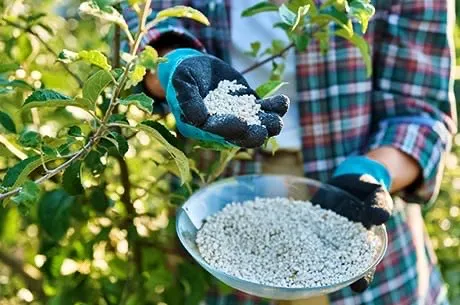 Чем подкормить огород весной, чтобы получить богатый урожай летом?