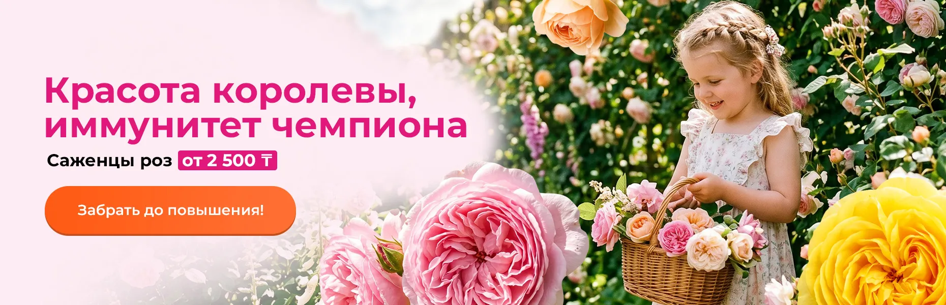 Красота королевы, иммунитет чемпиона! Саженцы роз от 2 500 тенге