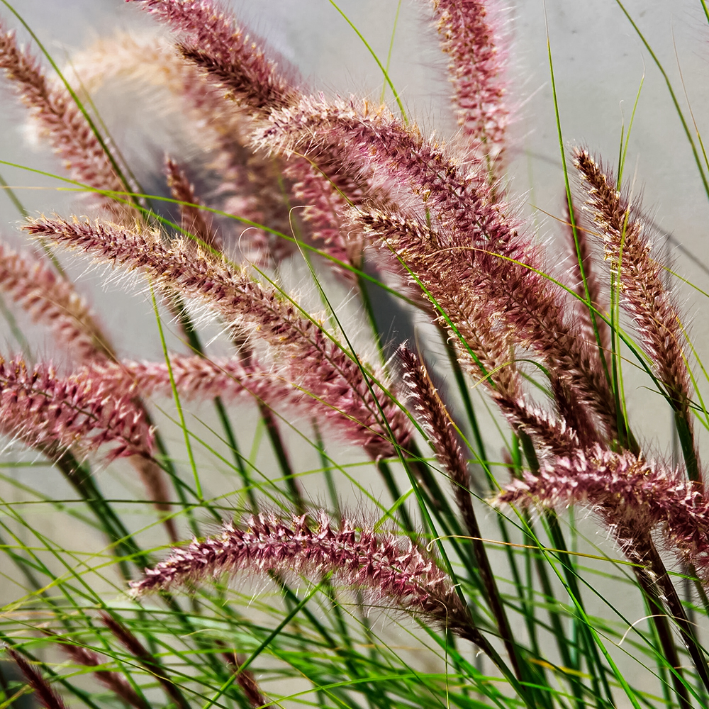 Пеннисетум восточный долгоцветущий Фламинго № 1