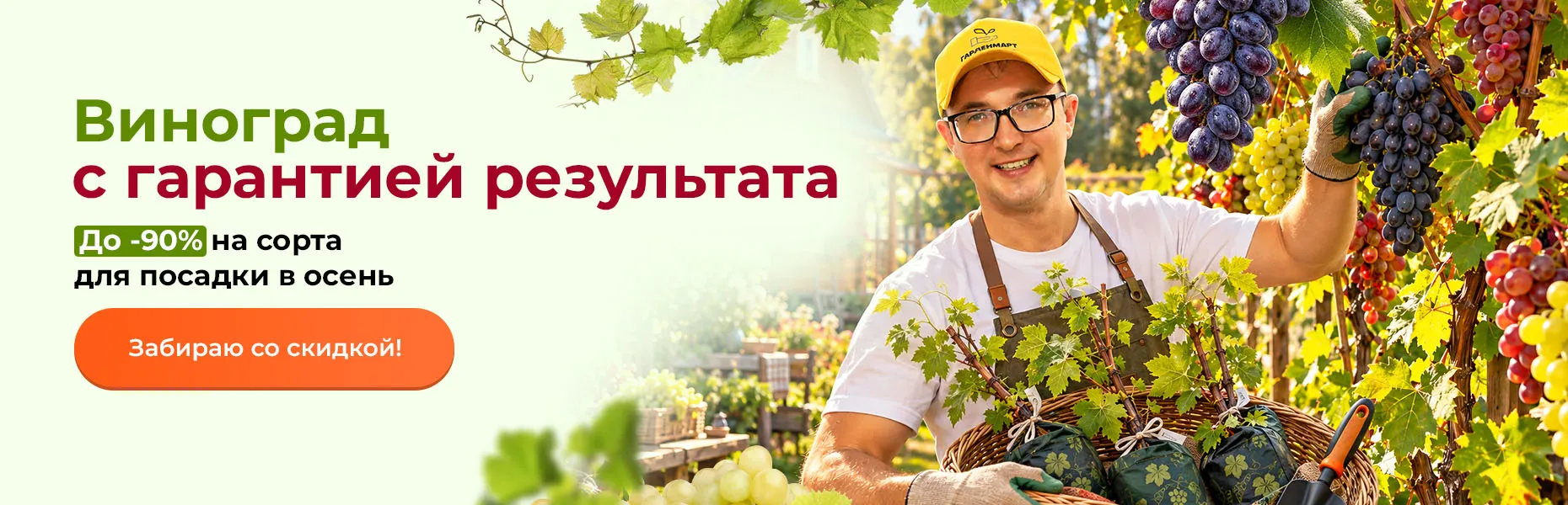 Виноград с гарантией результата! До -90% на сорта для посадки в осень