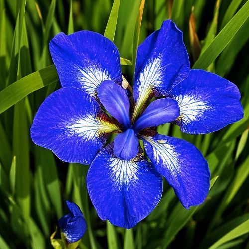 Ирис сибирский Ай Си Старз