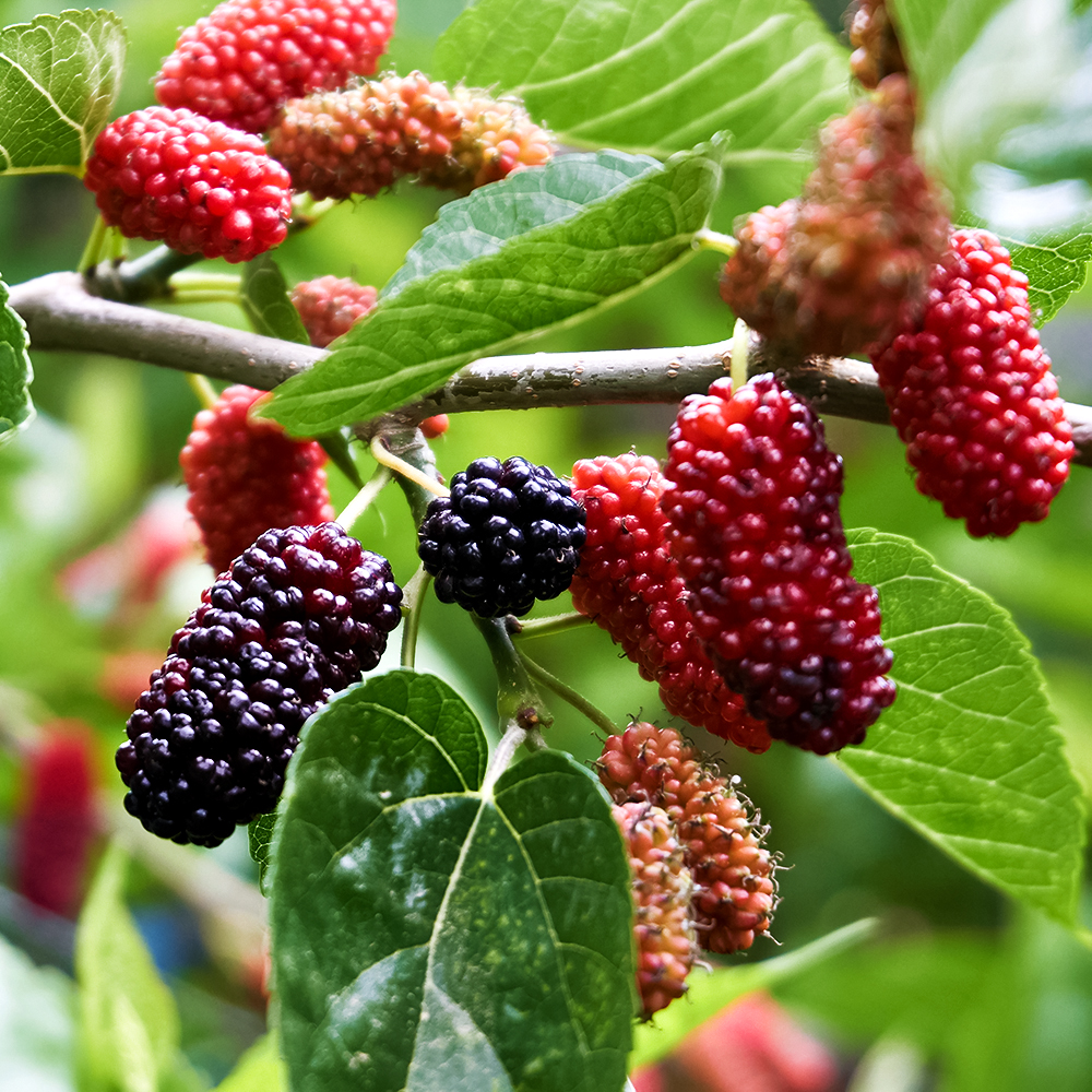 Шелковица морозостойкая самоплодная Владимирская