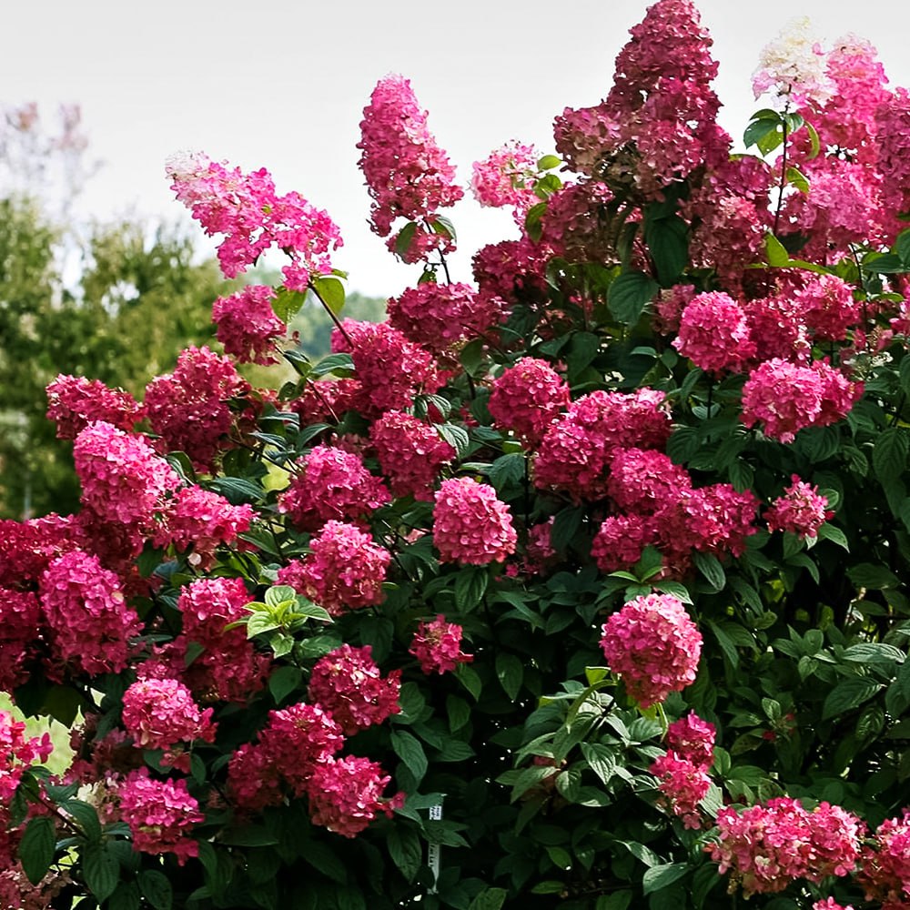 Гортензия метельчатая Даймонд Руж № 1