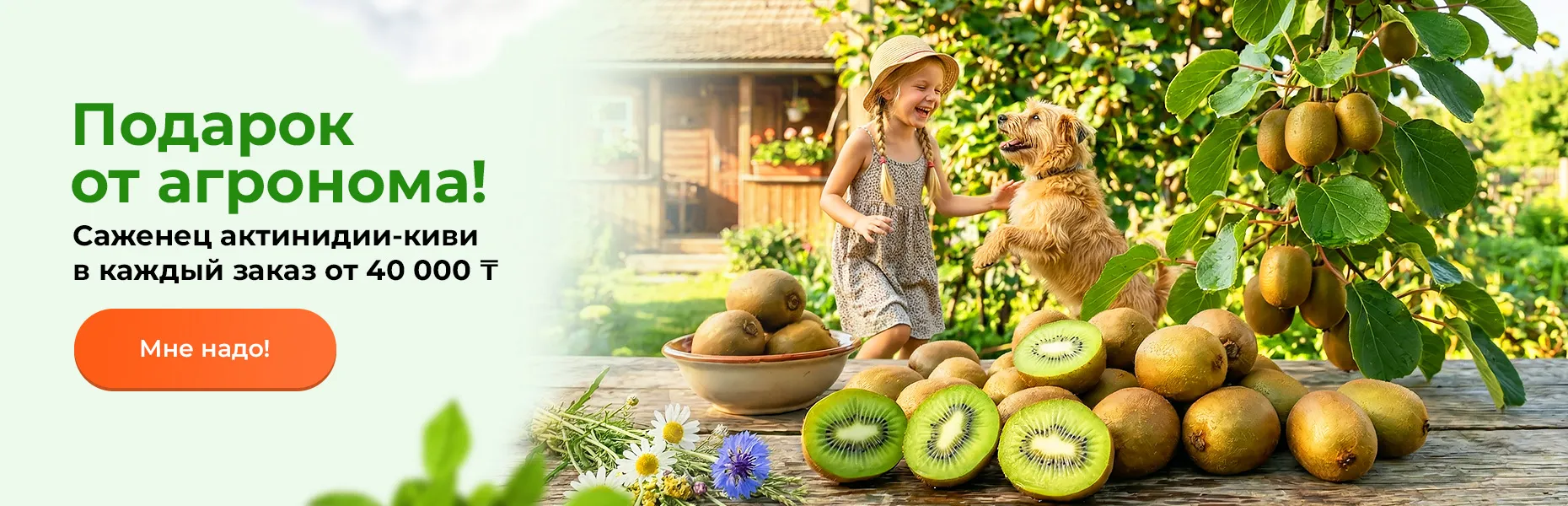 Подарок от агронома! Саженец актинидии (киви) в каждый заказ от 40 000 тенге