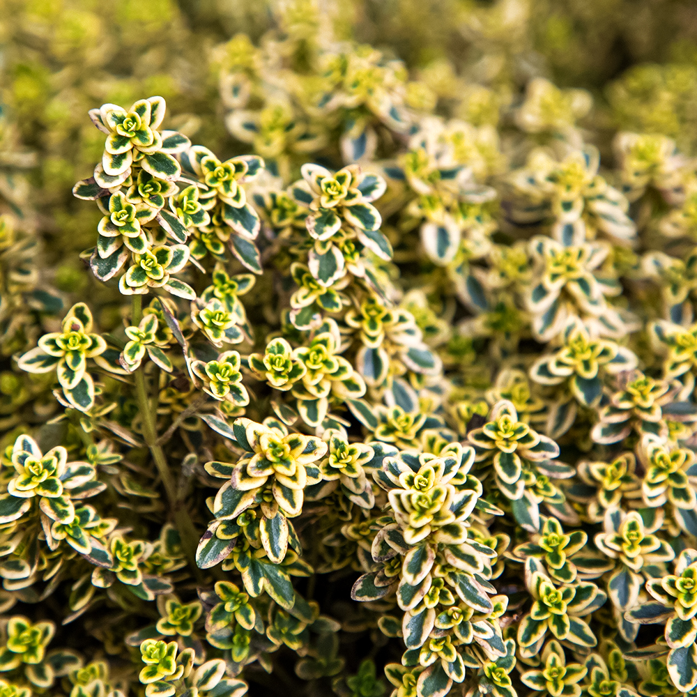 Тимьян (чабрец) лимоннопахнущий Голди № 1