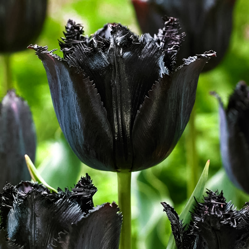 Тюльпан бахромчатый Фринджет Блэк № 1