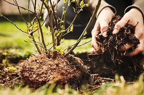 Что посадить на участке с высоким уровнем грунтовых вод?