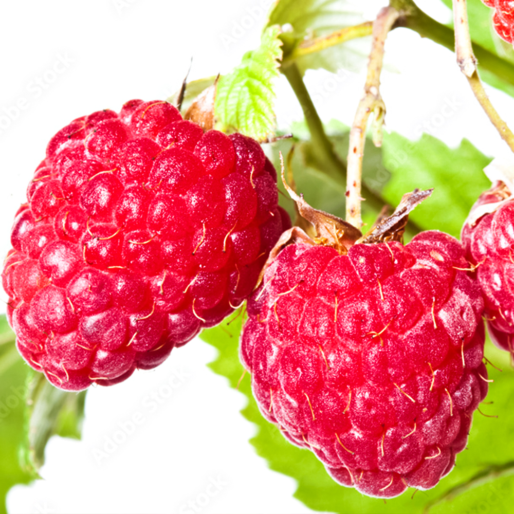 Малина крупноплодная малошипная Глен Ди № 1