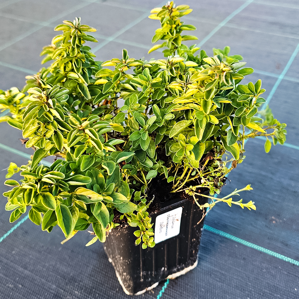 Душица обыкновенная Дьябло