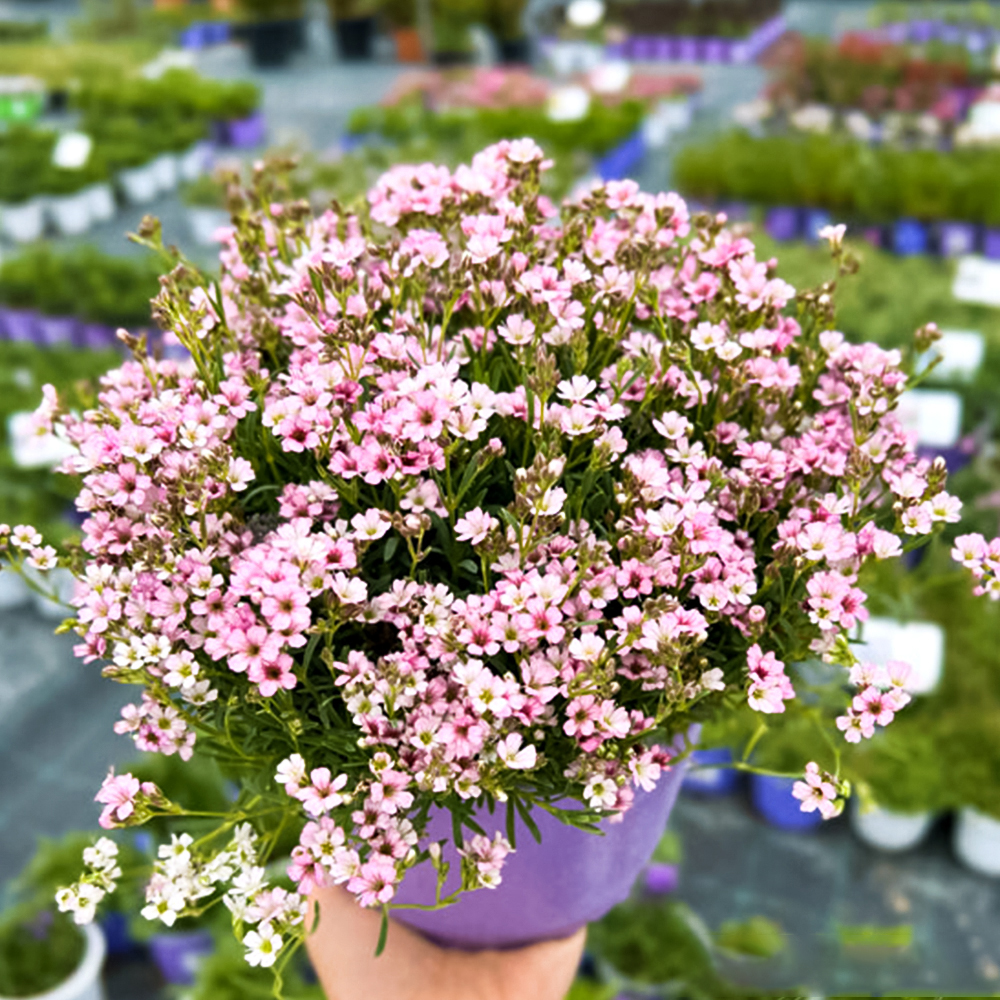 Гипсофила ползучая Кнюддель № 1