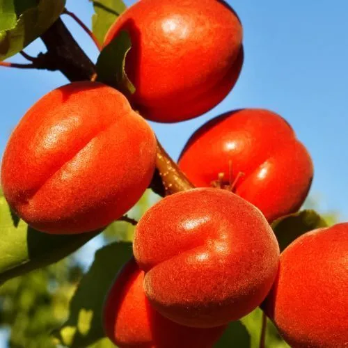 Абрикос с изысканным вкусом Рубиста