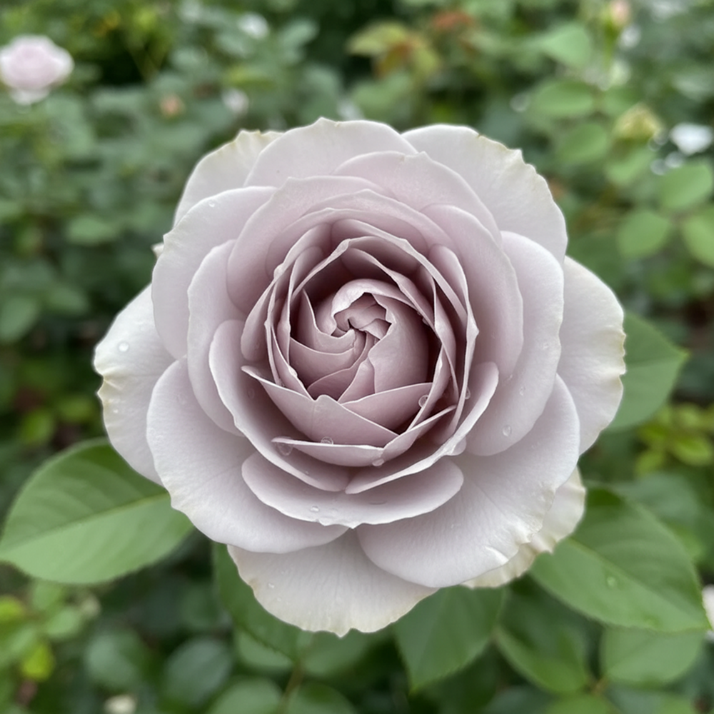 Роза спрей премиум Инносент Карамель № 1