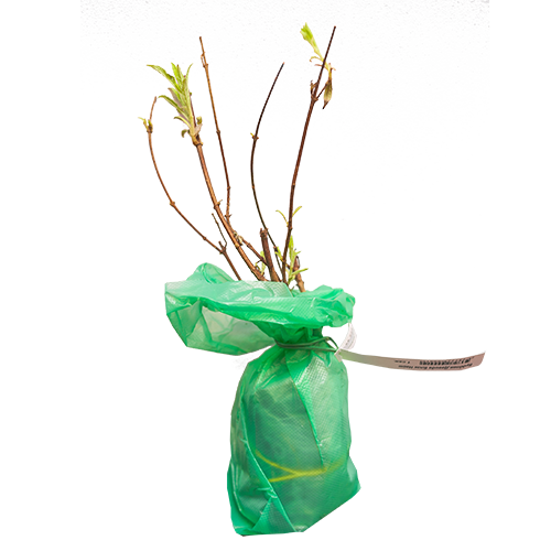 Буддлея Давида Блэк Найт