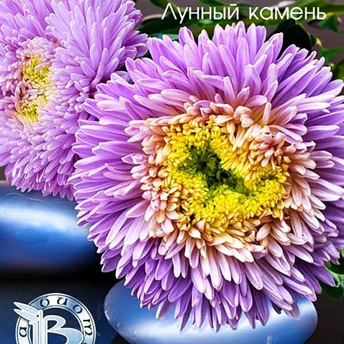 Астра китайская Хризантелла Лунный камень Евросемена