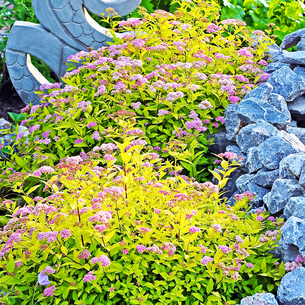 Спирея японская Голдфлейм № 1