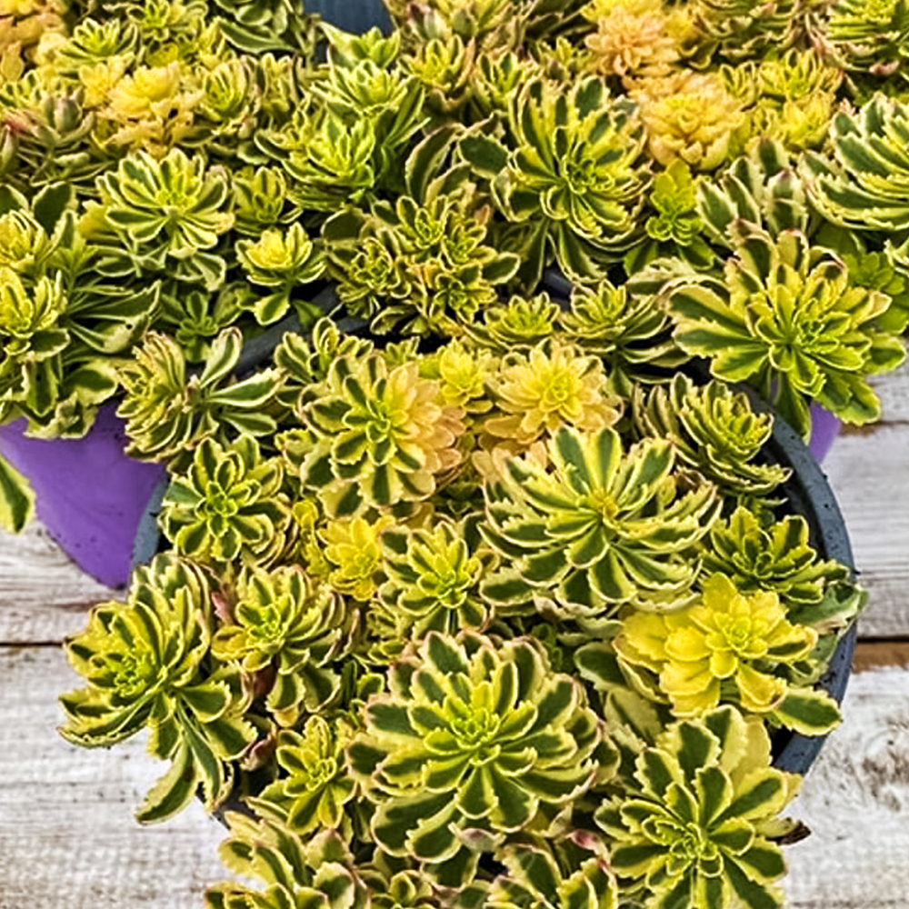 Очиток (седум) Миддендорфа Вариегата № 1