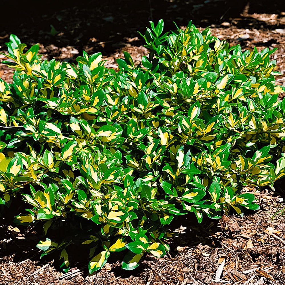 Бересклет засухоустойчивый Форчуна Санспот