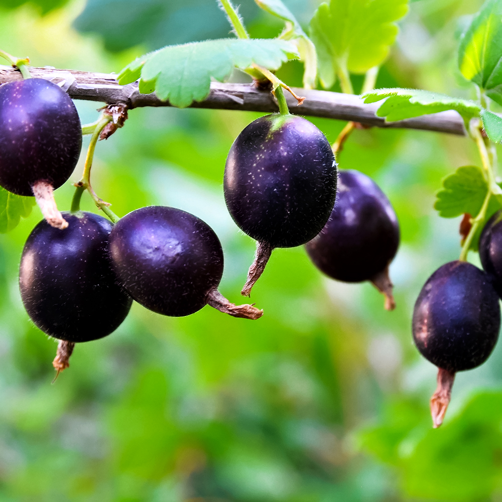 Крыжовник с мягкими шипами Орленок № 1