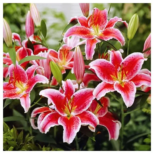 Лилия восточная Старгейзер