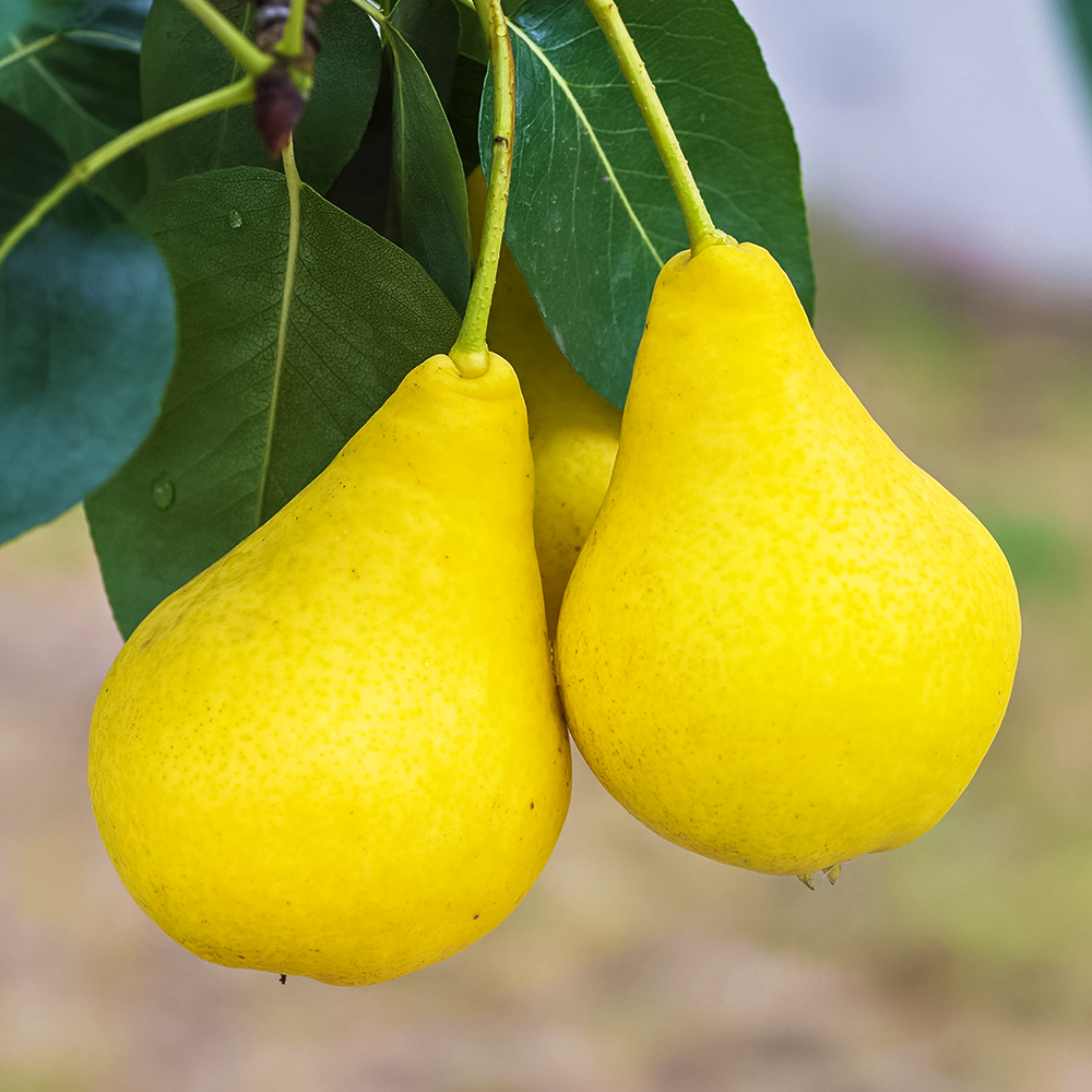 Груша сибирская Лимонадная № 1