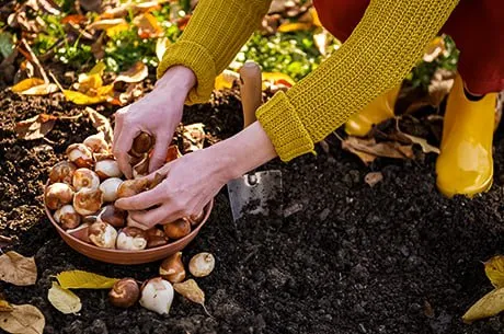 Осень — время для многолетников: что выбрать для своего участка