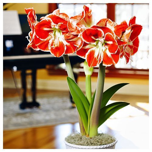 Амариллис (гиппеаструм) Самба № 1