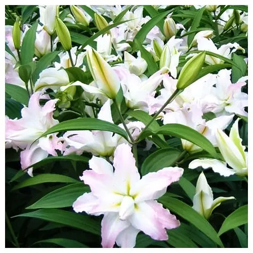 Лилия восточная махровая Мисс Люси
