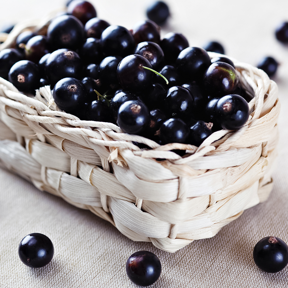 Смородина черная сверхурожайная Сокровище № 1