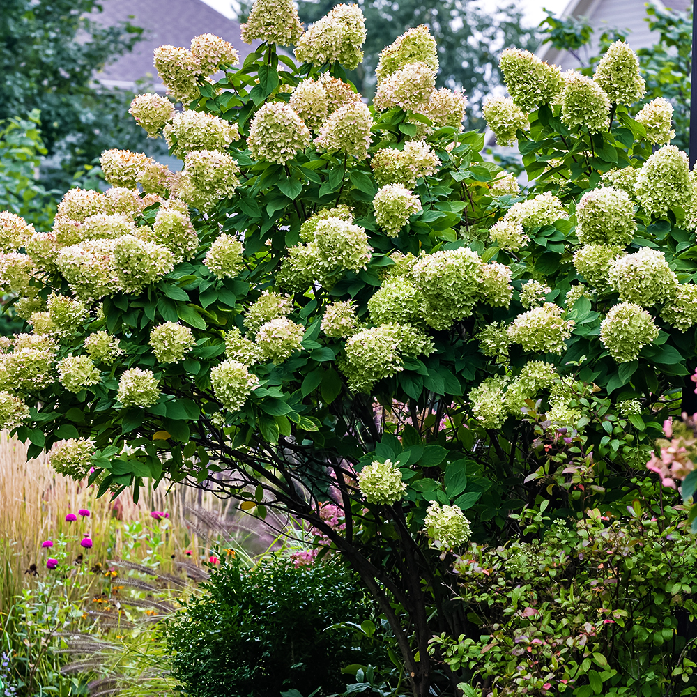 Гортензия метельчатая Лаймлайт № 1