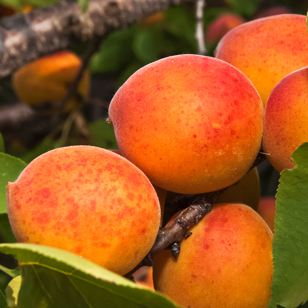 Абрикос зимостойкий Тардикот № 1