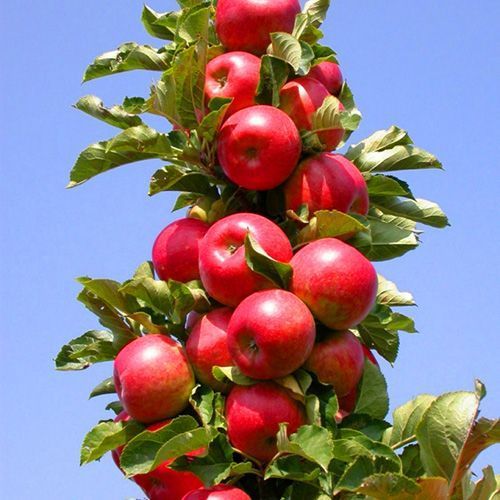 Уход за колоновидной яблоней: как ухаживать за колоновидной яблоней - посадка и уход | АгроМаркет24