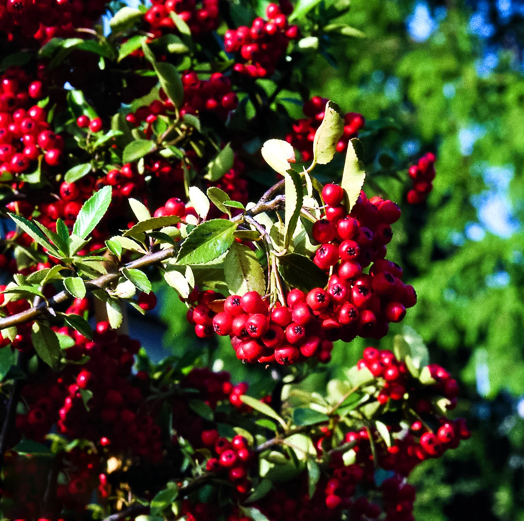 Пираканта Ред Кушион № 1