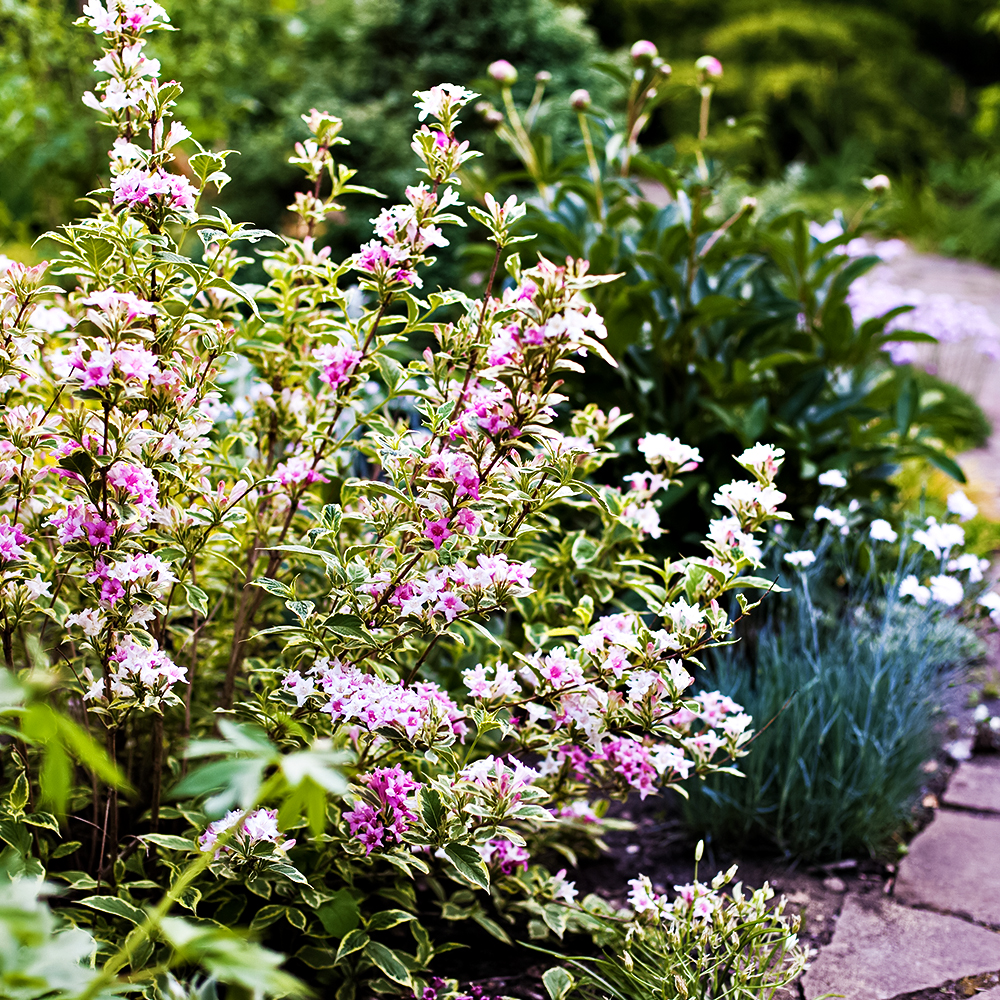 Вейгела цветущая Нана Вариегата № 1