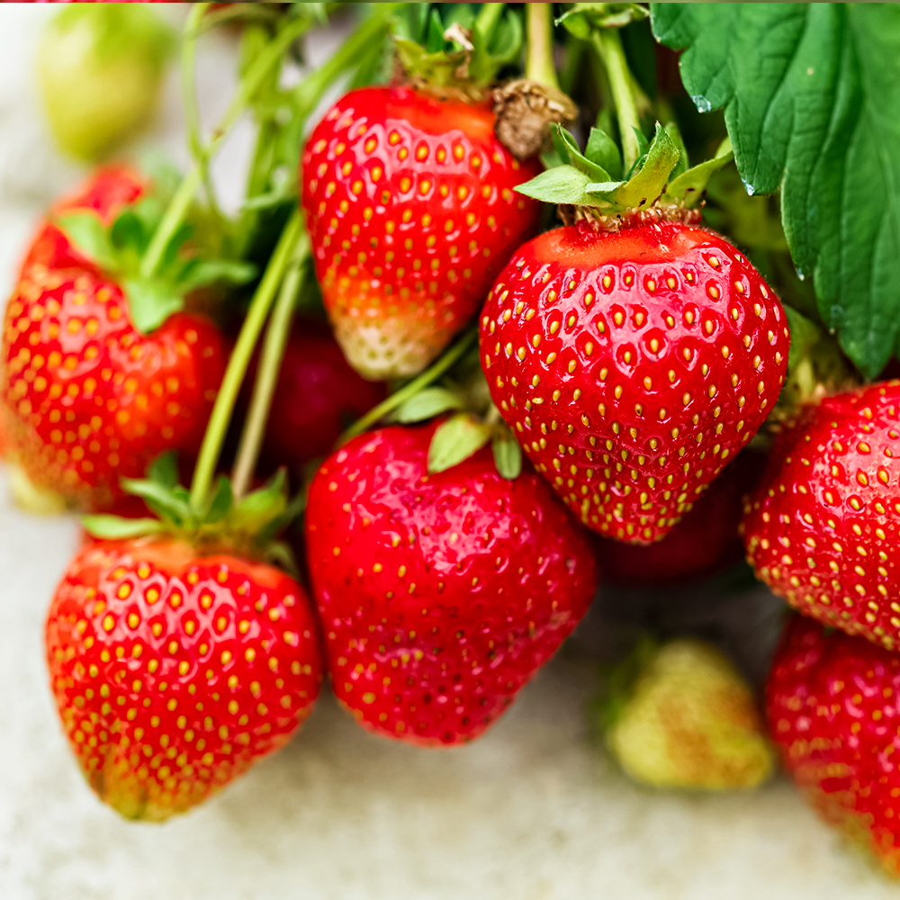 Земляника крупноплодная очень вкусная Дюшес, 5 саж. № 1