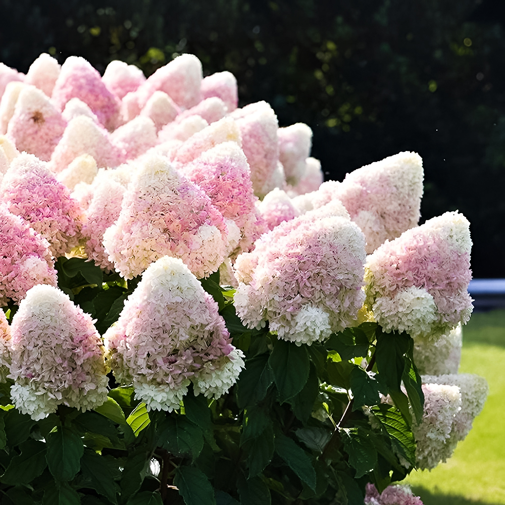 Гортензия метельчатая для новичков Саммер Лав № 1