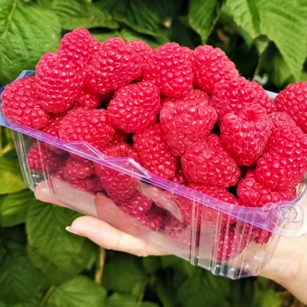 Малина ремонтантная с огромной ягодой Вайолет № 1