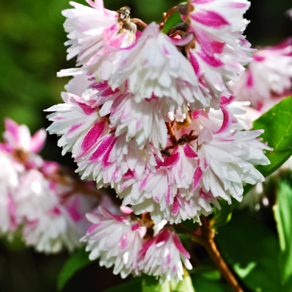 Дейция обильноцветущая Розеа Плена № 1