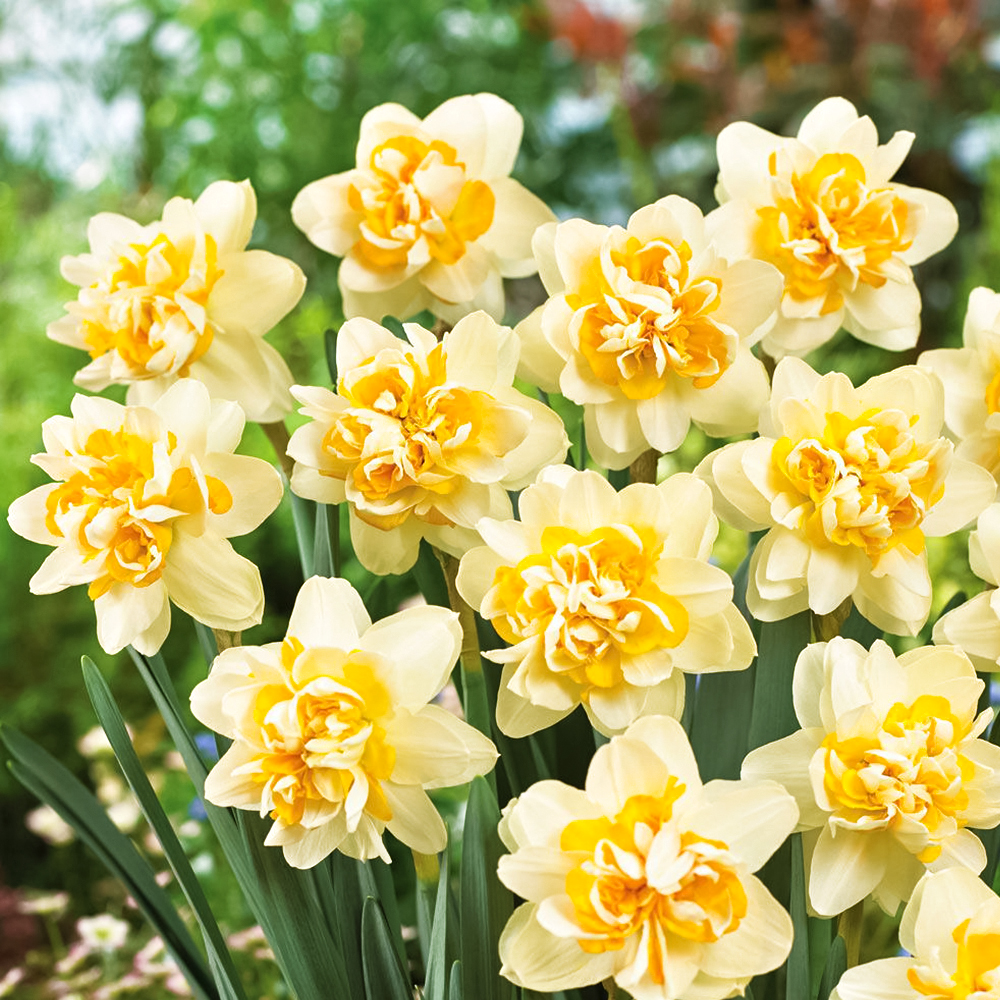 Нарцисс махровый Пич Кобблер № 1