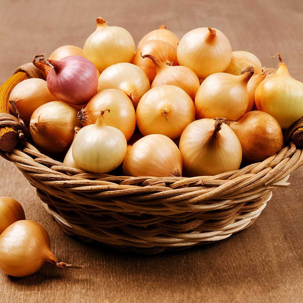 Лук-севок Штутгартен Ризен № 1