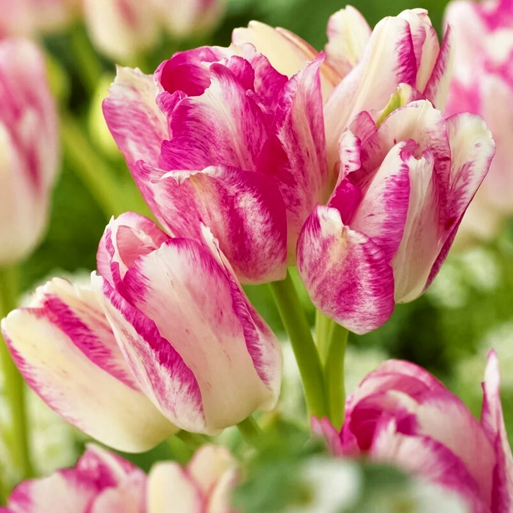 Тюльпан многоцветковый Дрим Клаб № 1