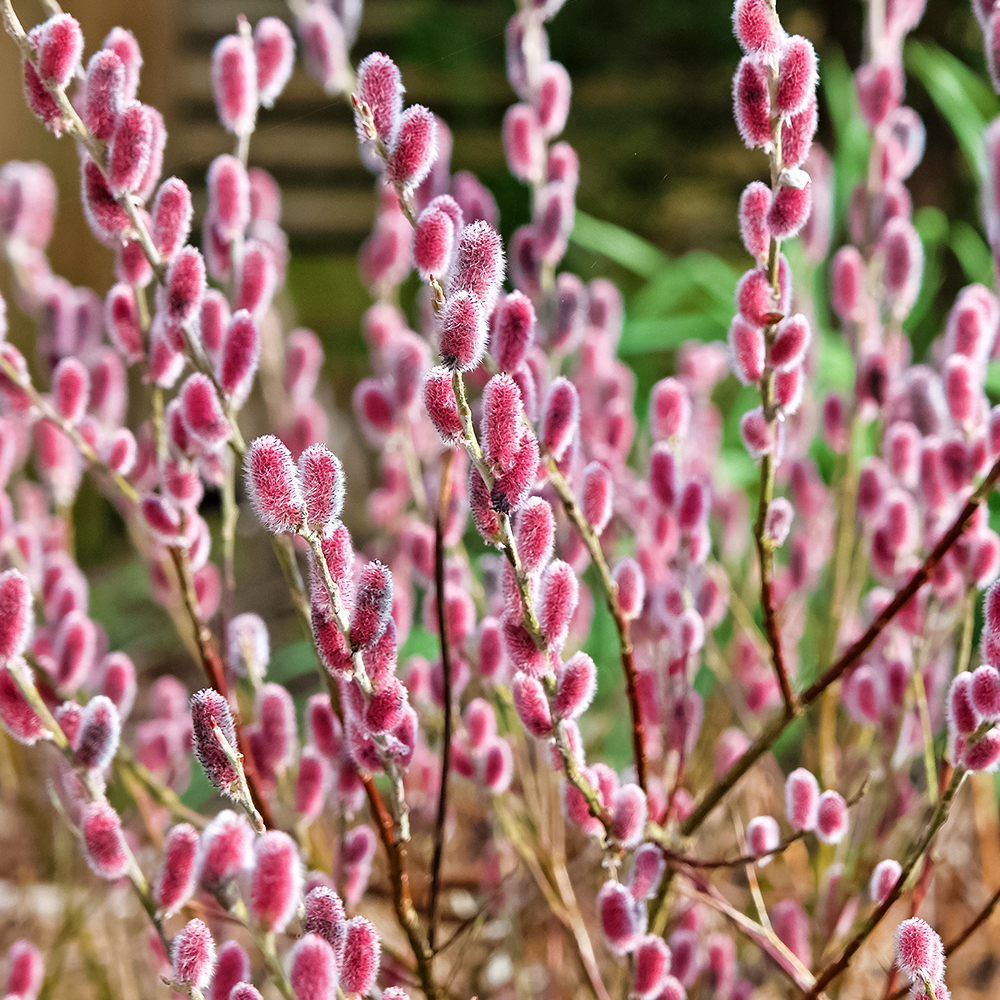 Ива японская розовая Маунт Асо № 1